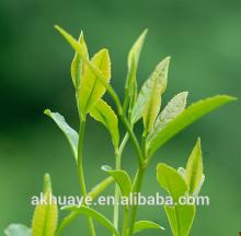 Chinese green tea Kosher & ISO Natural Pure Green tea extract powder / L-Theanine 10:1 extract powde