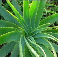 Aloe vera extract aloin 98%