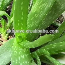 Good service and low price Aloe vera extract 98% CAS NO:85507-69-3