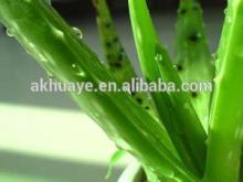 Top quality with low price Aloe Extract 98% CAS NO:85507-69-3