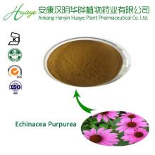 Echinacea purpurea L. Chicoric Acid