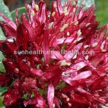 Rhodiola Rosea Extract--Salidroside 1%,2%,3%
