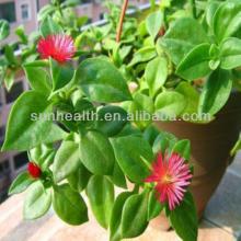 Common Andrographis Herb Extract--Andrographolide