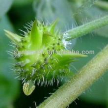 High Quality Protodioscin from Tribulus Terrestris