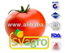 Spray Dried Tomato Powder from India