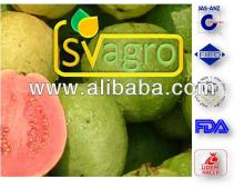 Spray Dried  Guava   Powder  from India