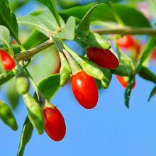 Sunfood Goji Berries, Certified Organic, Non-GMO, Goji Polysaccharides, goji extract