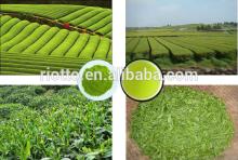 pure organic bio green tea extract.natural green tea extract powder