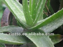 high quality Aloes Extract barbaloin10%-40%