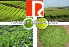 supply 100% pure nature Green tea extract with polyphenol 20%-99%