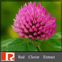 High quality with lowest price  Red   clover   extract  ( Isoflavones ),Trifolium Pratente L