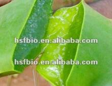 100: 1 Aloe Vera Gel Spray Dried Powder