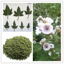 New Type Cigarette Malvaceae Marshamallow Leaf for Sale