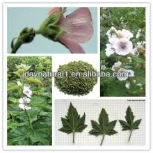 Pure Althaea Officinalis Root Extract Powder 10:1/20:1