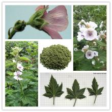 marshmallow root powder
