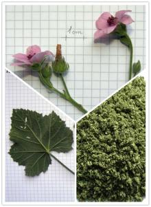 Marshmallow leaf+crushed leaf extract