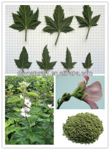 Wholesale Marshmallow Leaf Extract Uses (Althaea Officinalis ) HPLC/UV 4:1