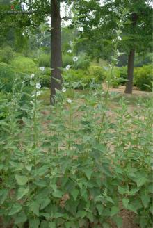2013 New arrival Marshmallow  Leaf   Althaea   Officinalis   Leaf 
