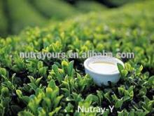 Chinese High Quality Green Tea Extract, EGCG powder