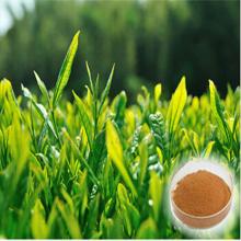 High purity  tea  polyphenol  powder 