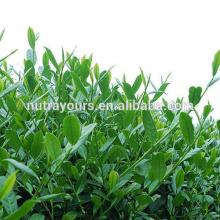 Best selling tea polyphenol powder/prevention of hepatitis