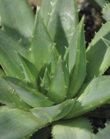 Natural High Quality Aloe Extract Powder/Aloe Vera Extract /Aloe barbadensis Miller