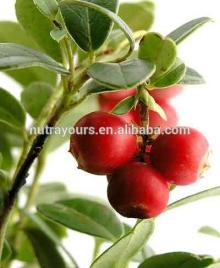 With GMP Pure Natural No Pesticide Residues Cranberry Extract