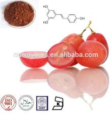 GMP and KoSHER Nutural Proanthocyanidins Grape Seed Extract