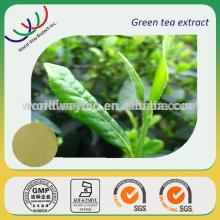 High quality 100% pure green tea extract powder camellia sinensis with nature polyphenol made in Chi