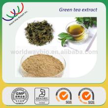 Alibaba China supplier free sample hot sale green tea extract natural green tea extract powder 90 po