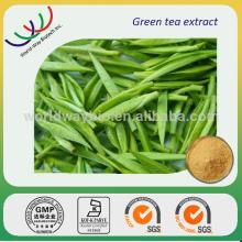 Natural anti-oxidant free testing sample KOSHER GMP HACCP certified China supplier green tea extract