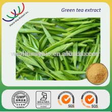 China manufacturer supply High quality nature polyphenol green tea extract powder camellia sinensis