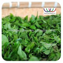 pure organic bio green tea extract.natural green tea extract powder