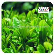 100% pure organic bio green tea extract.natural green tea extract powder