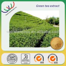 Hunan manufacturer supply high quality nature polyphenol camellia sinensis green tea extract powder