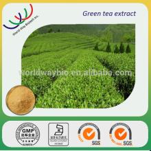 free sample GMP supplier organic natural Catechin polyphenol EGCG green tea extract powder