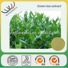 free sample GMP  KOSHER  HACCP China supplier large supplement extract green tea powder