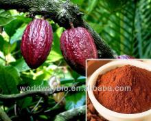 high quality kosher cocoa plant extract 10% theobromine