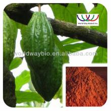 cocoa theobroma cacao extract