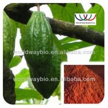 high quality HACCP cocoa plant extract 10% theobromine