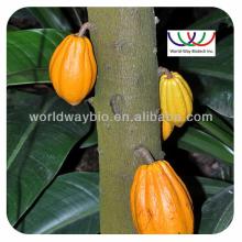 Cocoa bean Extract,Theobromine 10%,from Theobroma Cacau