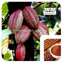  Cocoa  ( Theobroma  cacao)  extract /Thebromine 3.5%, 10%, 20% HPLC