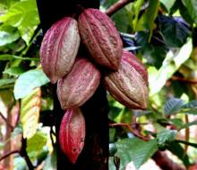 Cocoa Seed Extract, Theobromine, xantheose CAS 83-67-0