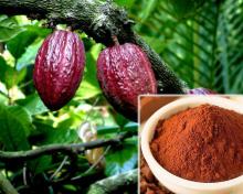 High quality natural cocoa extract