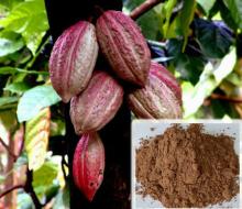 100% natural product Cocoa extract, Theobromine 6%- 20%