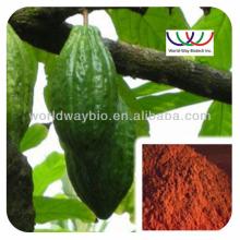 High Quality Cocoa Seed Extract Powder Theobromine