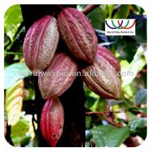 Natural Product Cocoa bean Extract powder for good health