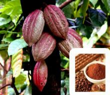 100% Natural Cocoa Extract Powder