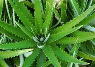 100% Pure Aloe vera extract powder
