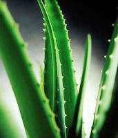 Natural aloe vera extract aloin powder